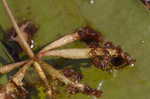 Floating bladderwort